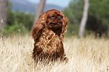 KING CHARLES SPANIEL 124